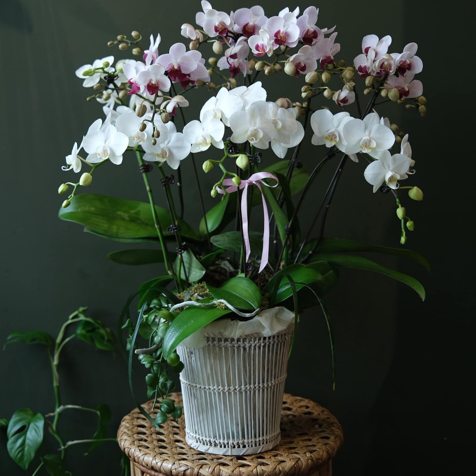Chậu lan hồ điệp HL001
